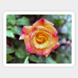 Multicolored Rose in Spring Rain Magnet